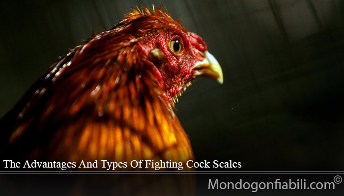 The Advantages And Types Of Fighting Cock Scales
