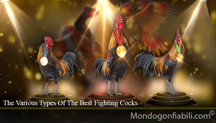 The Various Types Of The Best Fighting Cocks